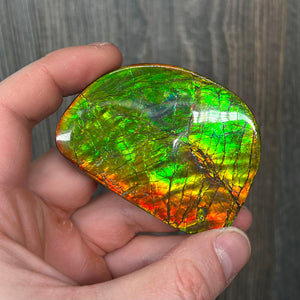 Bright Green Yellow and Red Ammolite Fossil Specimen