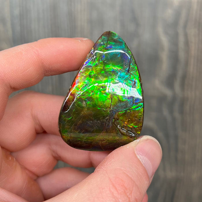 Ammolite Fossil Canada