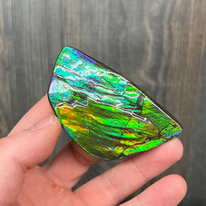 Ammolite Fossil Fragment Colorful
