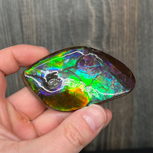 Ammolite colorful fossil with mosasaur bite tooth mark