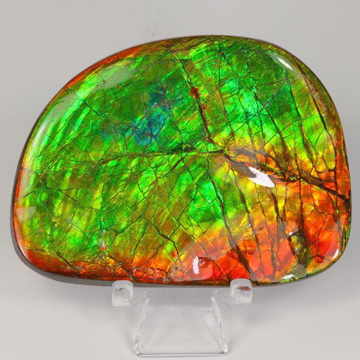 Vibrant Color Ammolite Fossile Specimen Canada