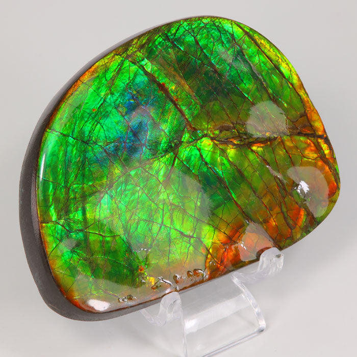 Ammolite from Canada