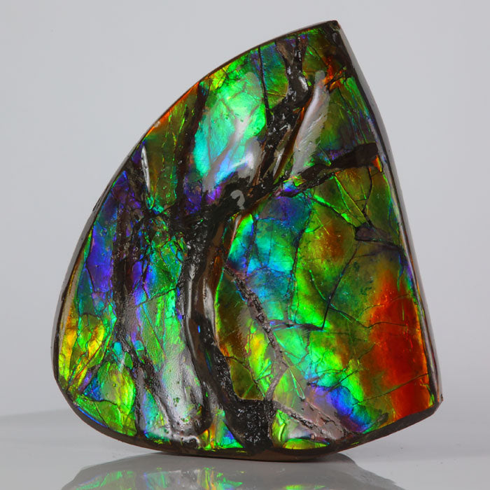 Ammonite Colorful Fossil