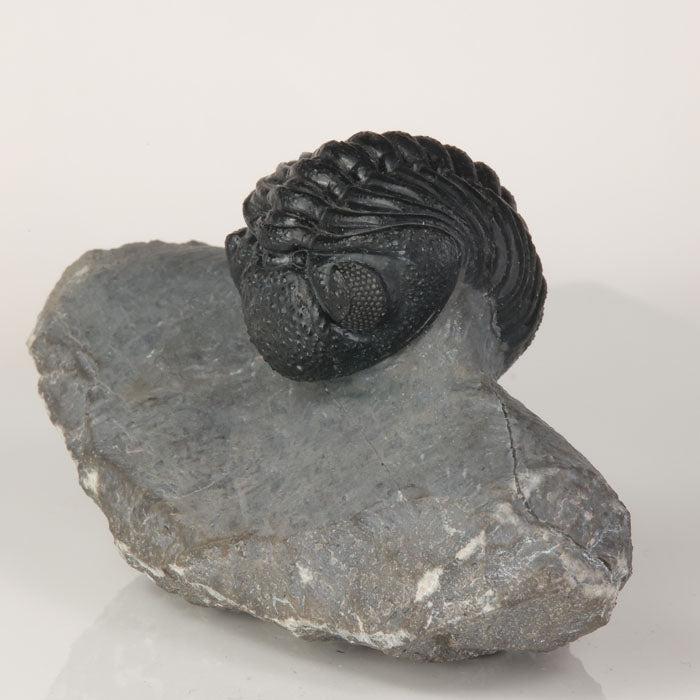 Devonian trilobite fossil Anti Atlas Morocco