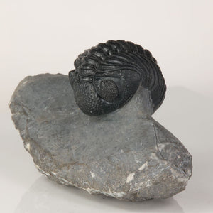 Devonian trilobite fossil Anti Atlas Morocco