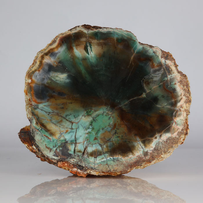 Petrified wood slice from Africa