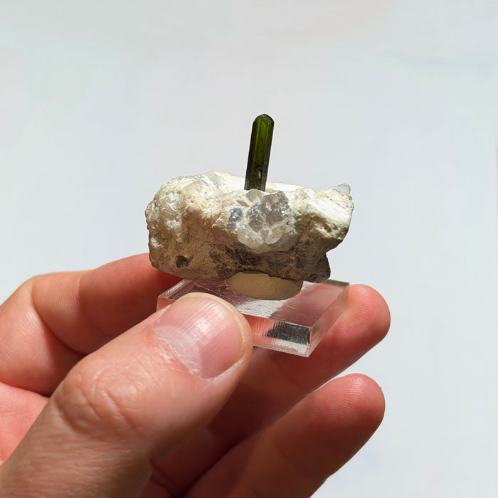 Olive Green Tourmaline Crystal Standing Upright on White Matrix Mavi Pegmatite Afghanistan 25.90 Grams