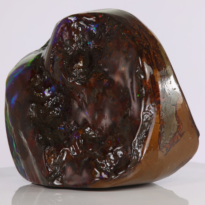 Ammolite fossil canada