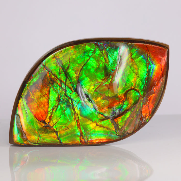 ammolite specimen canada fragment