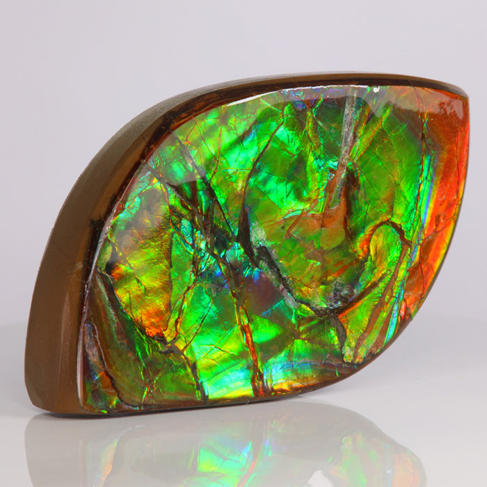 Canadian Ammolite Specimen