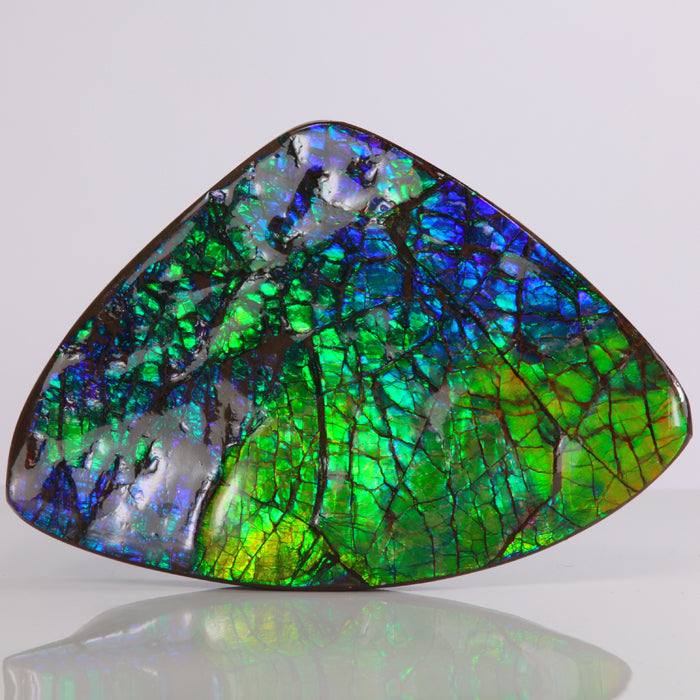 46g Green & Blue Ammolite Fossil Specimen from Canada - Mineral Mike