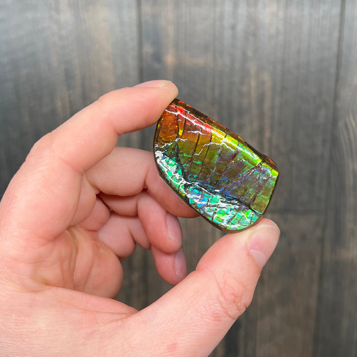 Ammolite Palm Specimen Colorful Rainbow Canada