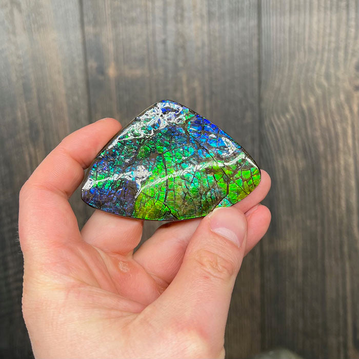 blue and green ammolite fossil specimen