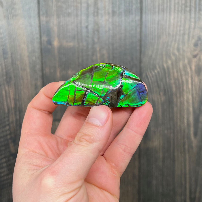 Fossil fragment ammolite canada