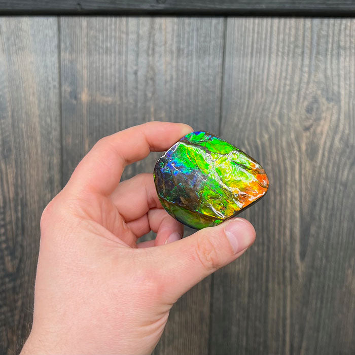 Multi Color Ammolite Specimen from Canada