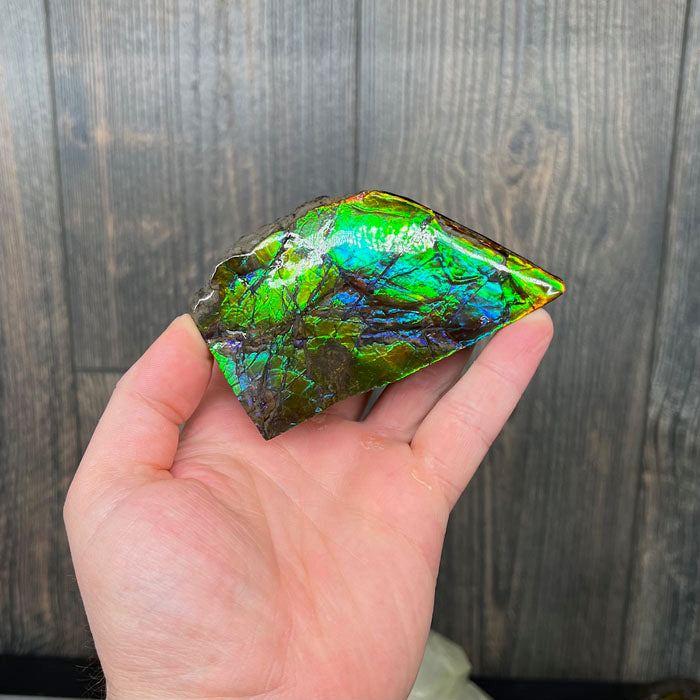 Ammolite Canada