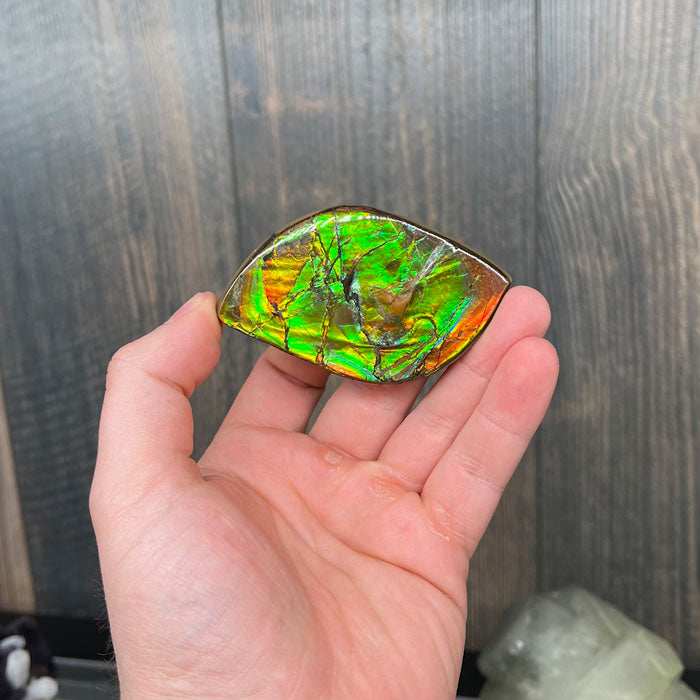 Green and orange ammolite fossil polished