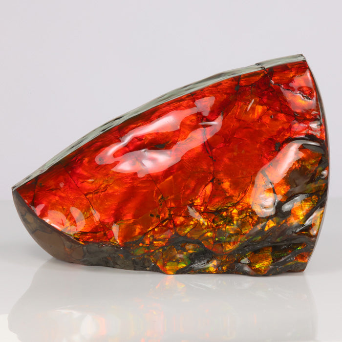 Red ammolite fossil fragment canada
