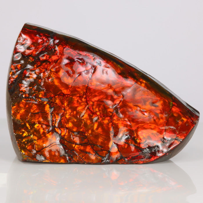 316g Mostly Red Double Sided Ammolite Fossil Fragment