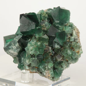 Green Diana Maria Greedy Hog Pocket Fluorite Crystal Specimen
