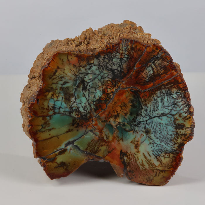 Chrome rich petrified wood zimbabwe
