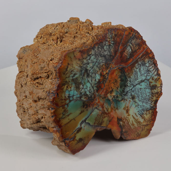 Petrified wood zimbabwe