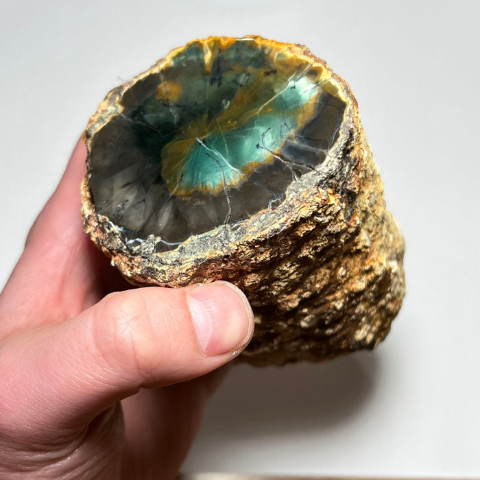 Petrified green wood zimbabwe