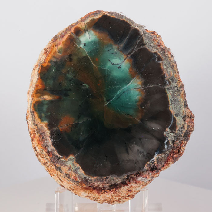 Petrified wood