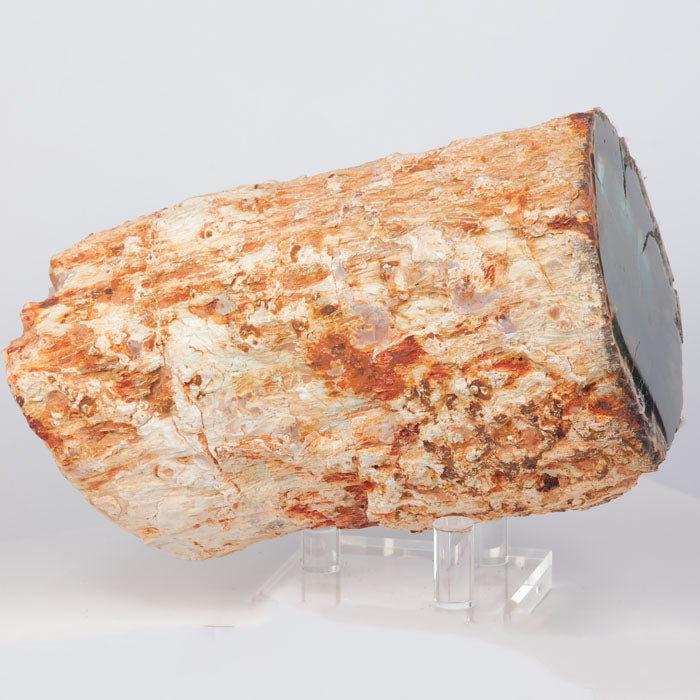 Petrified wood fossil