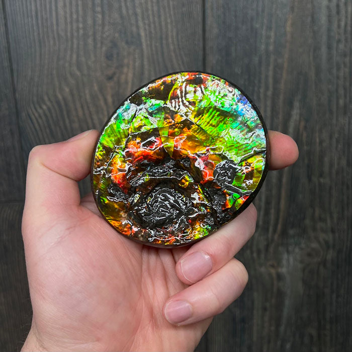 Center of an ammolite fossil from canada