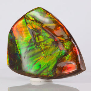 Ammonite Fossil Palm Specimen