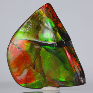 Ammolite palm specimen