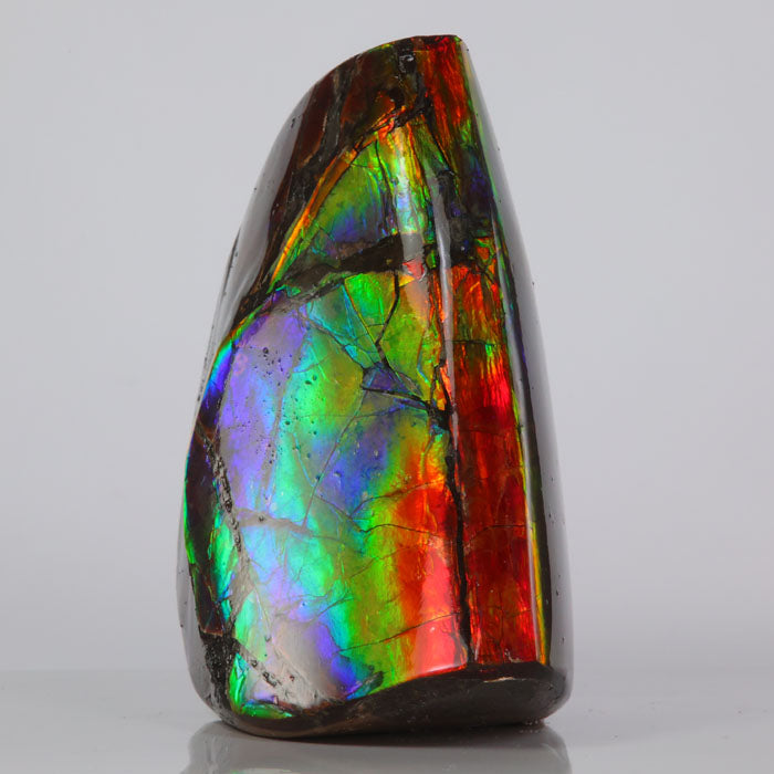 Multicolored Ammolite polished fossil on a gray background