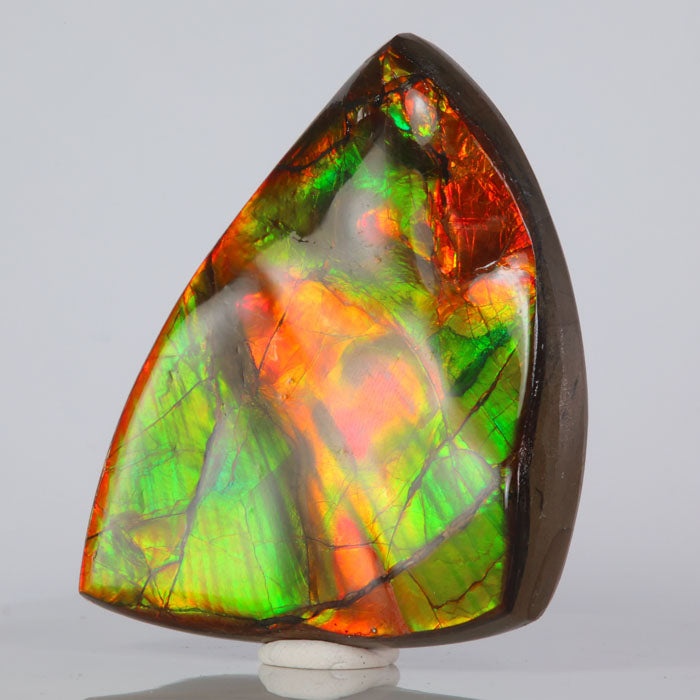 Colorful Ammolite
