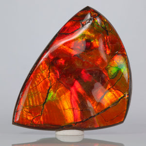 red ammolite palm specimen