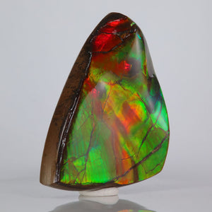Ammolite