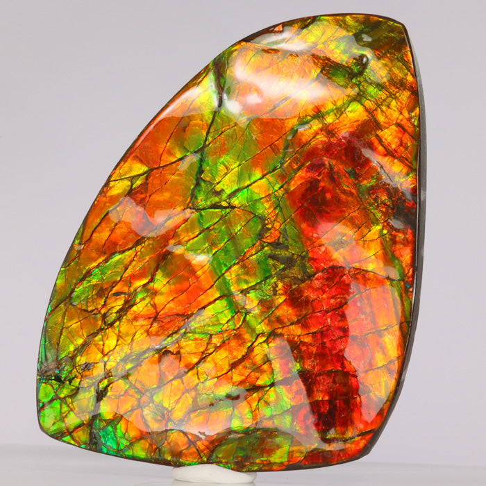 ammolite fossil fragment red green