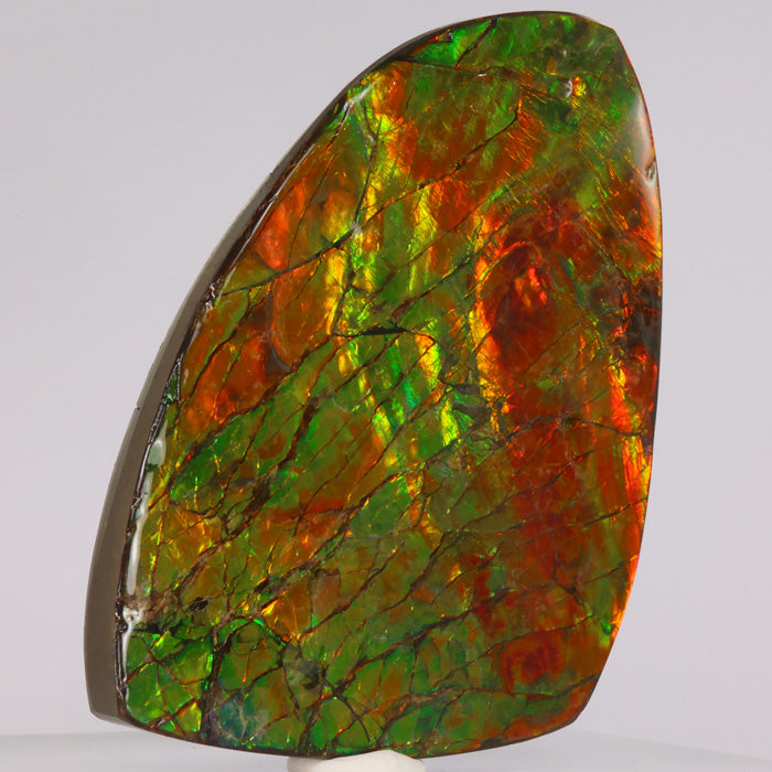 Alberta Canada Ammolite Fossil