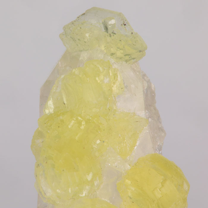 Close-up of a crystal with yellow prehnite crystals and clear quartz sections on a gray background