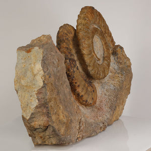 large ammonite fossil display specimen erfoud