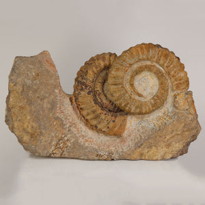 anetoceras ammonite fossil erfoud morocco large specimen