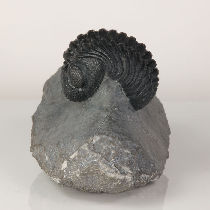 enrolled trilobite fossil collector specimen