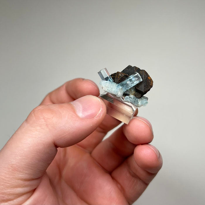 blue aquamarine crystals on contrasting dark host rock