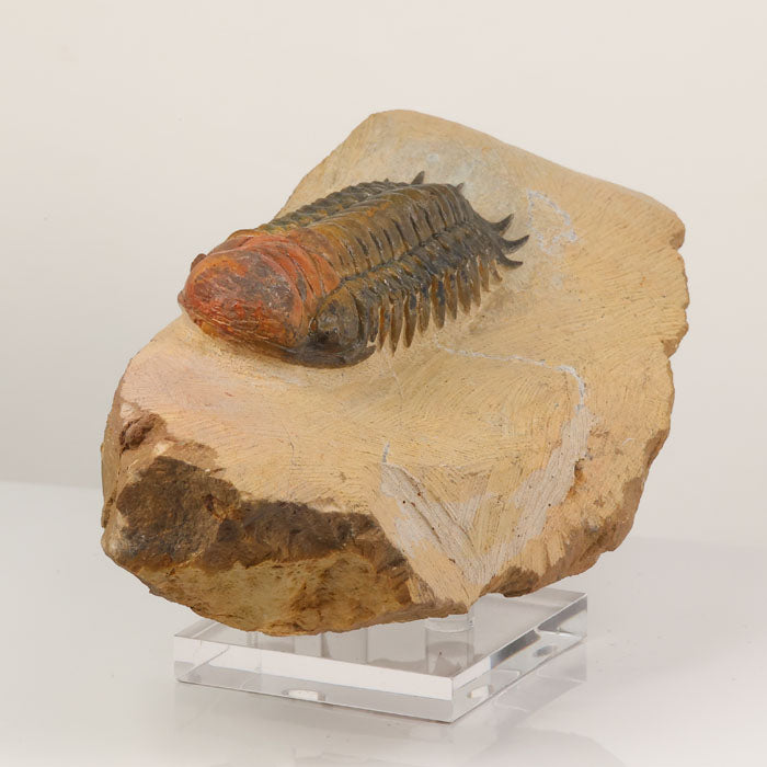 Moroccan trilobite fossil detailed segmentation
