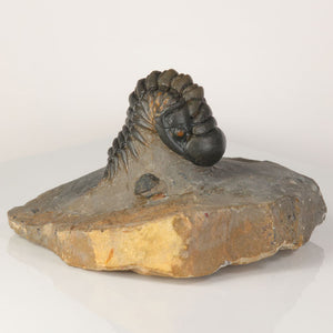 crotalocephalus trilobite fossil Morocco Devonian specimen