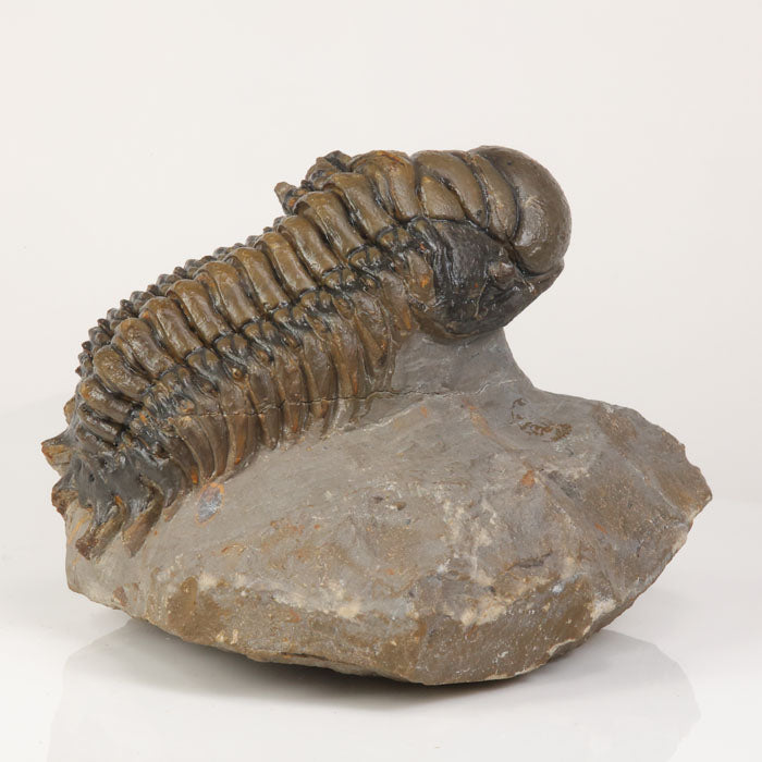 crotalocephalus trilobite fossil Morocco Devonian