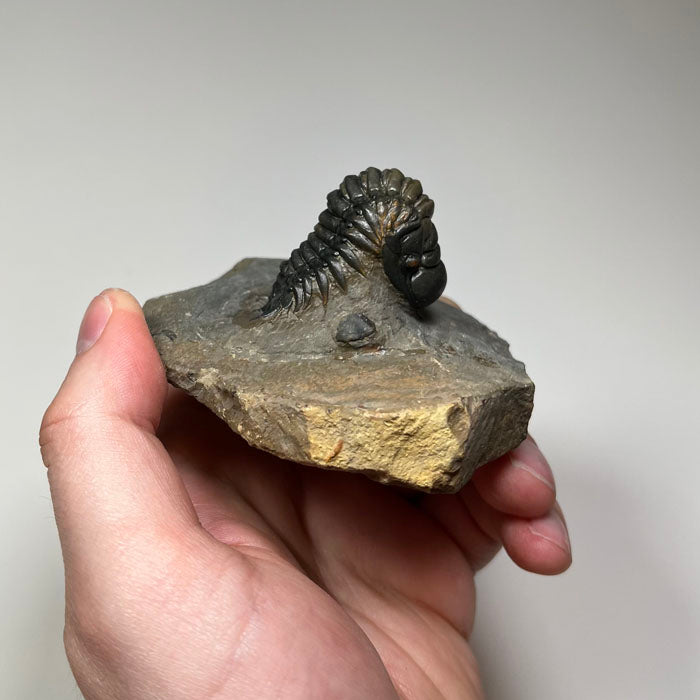crotalocephalus trilobite fossil Morocco Devonian specimen
