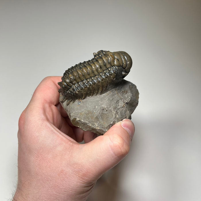 trilobite fossil detailed segmentation collector specimen