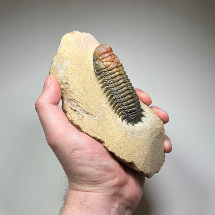 large trilobite fossil on limestone matrix