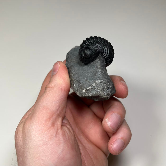 phacops trilobite fossil enrolled Morocco Devonian
